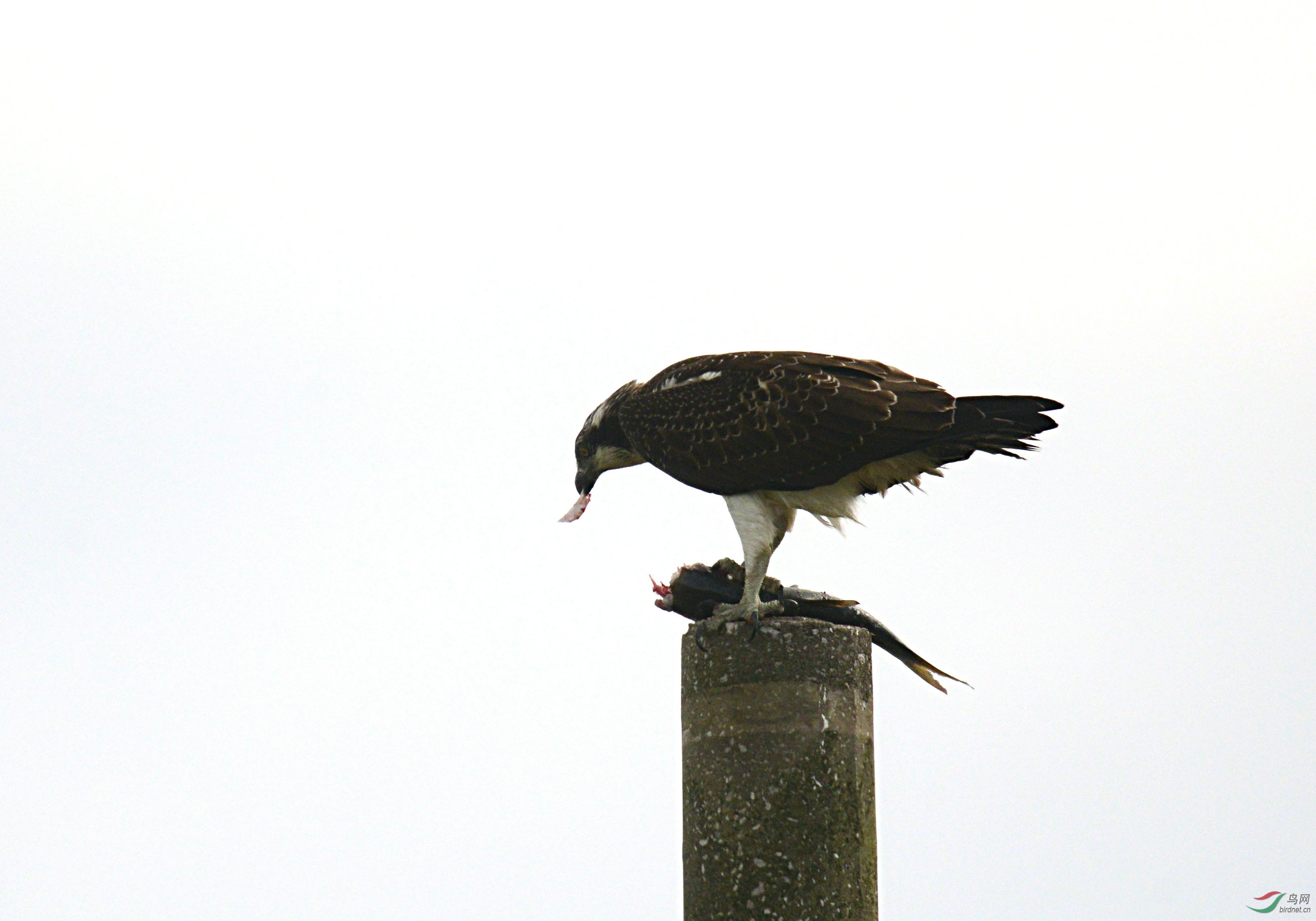 DSC_2495.jpg