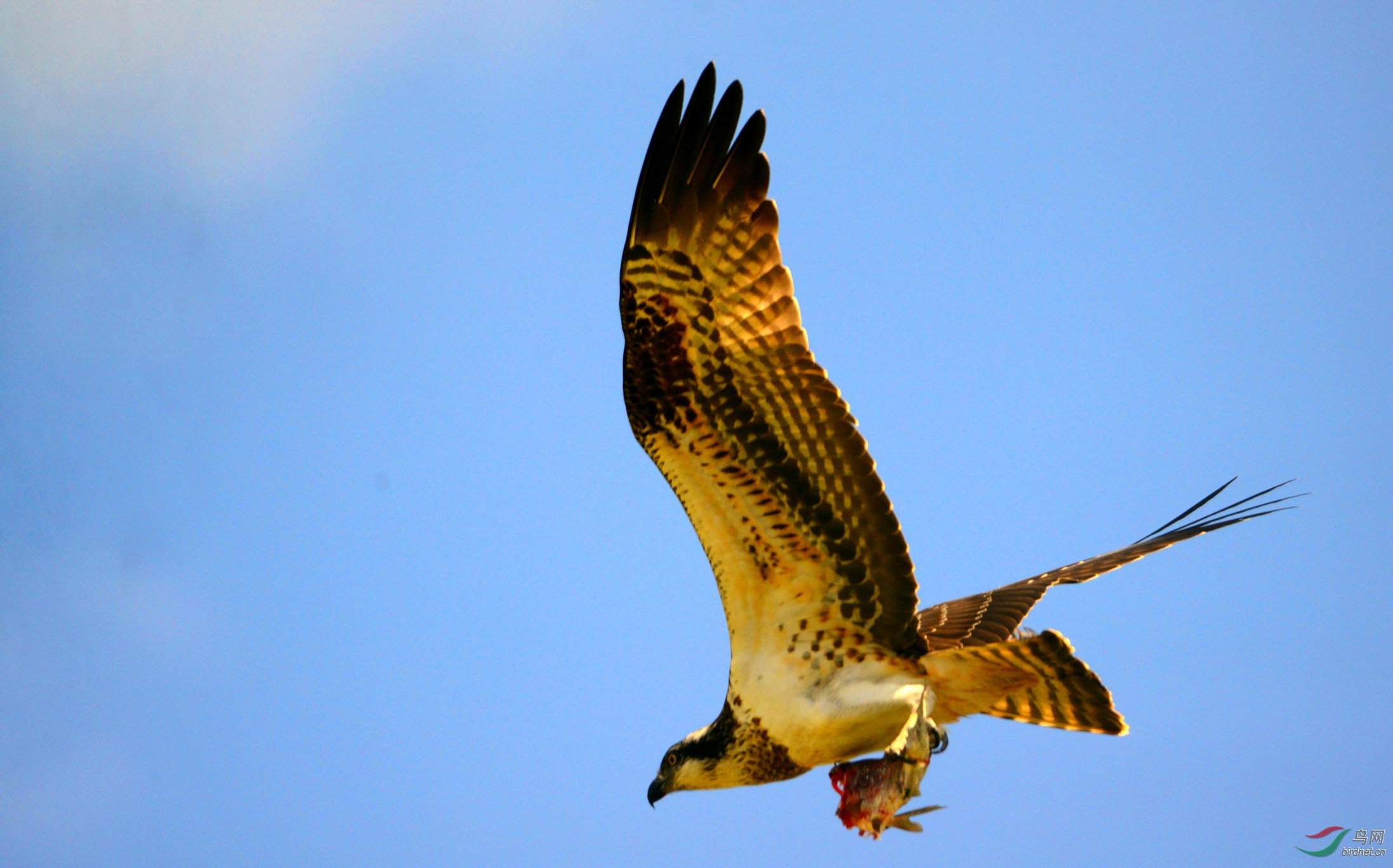 DSC_3080.jpg