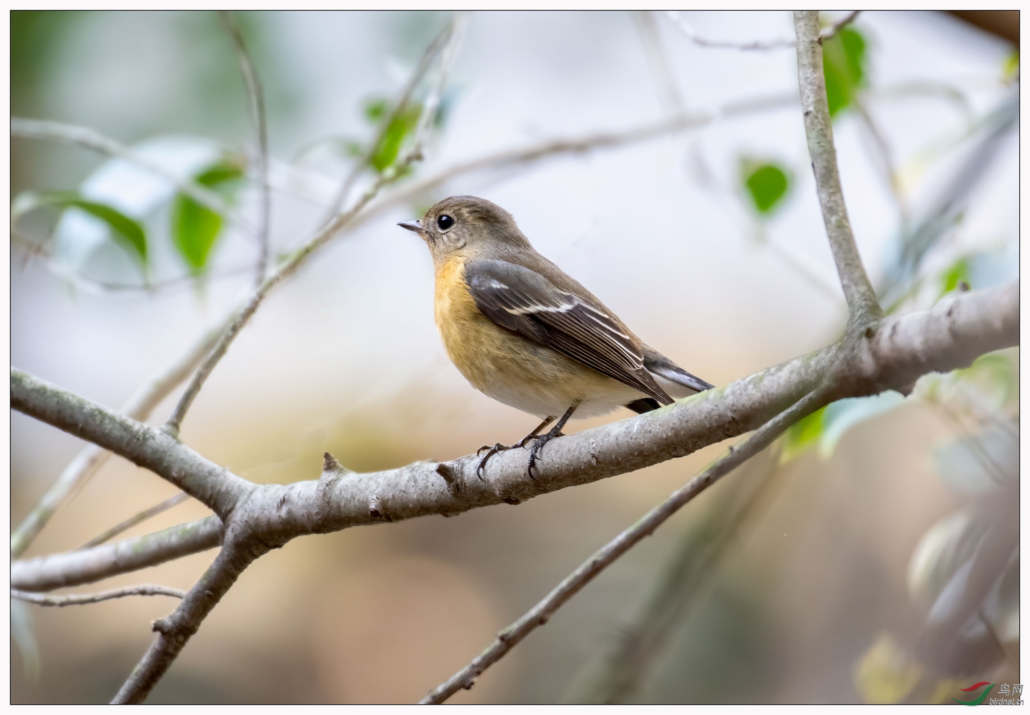 6.68�׵�𶼧�l