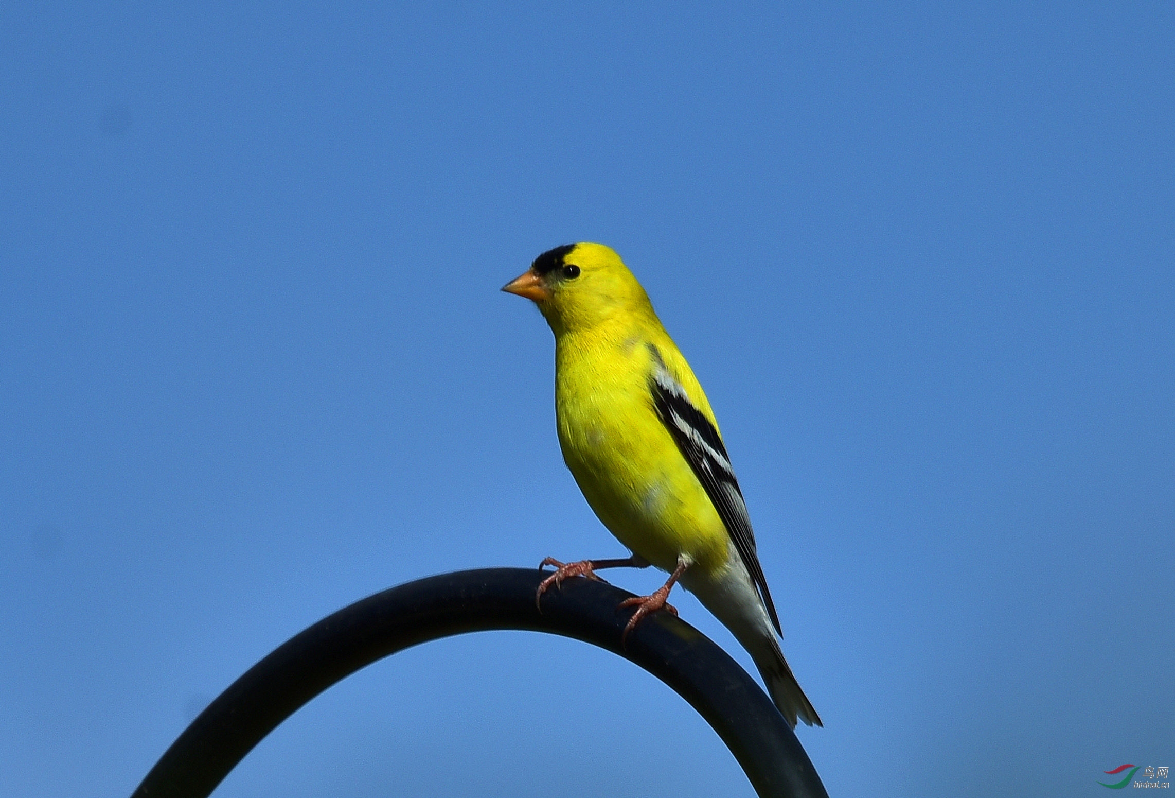 鸟类的天堂-温哥华