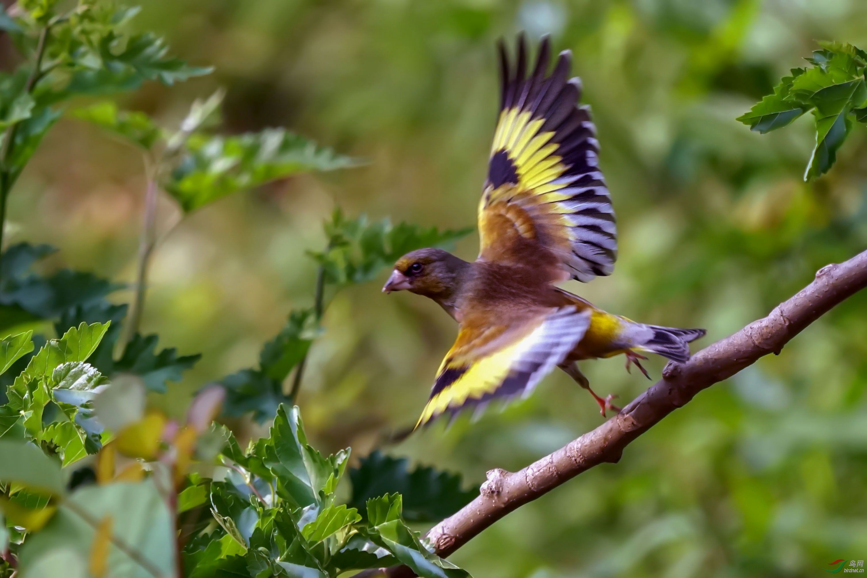 [林鸟] --------金翅雀