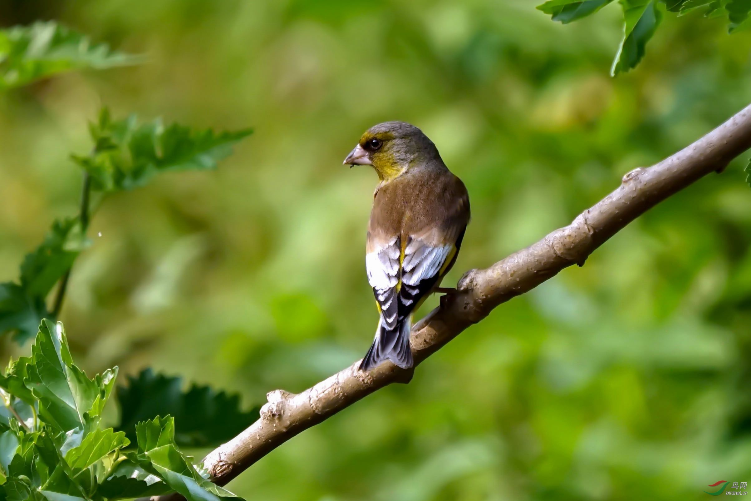 [林鸟] --------金翅雀