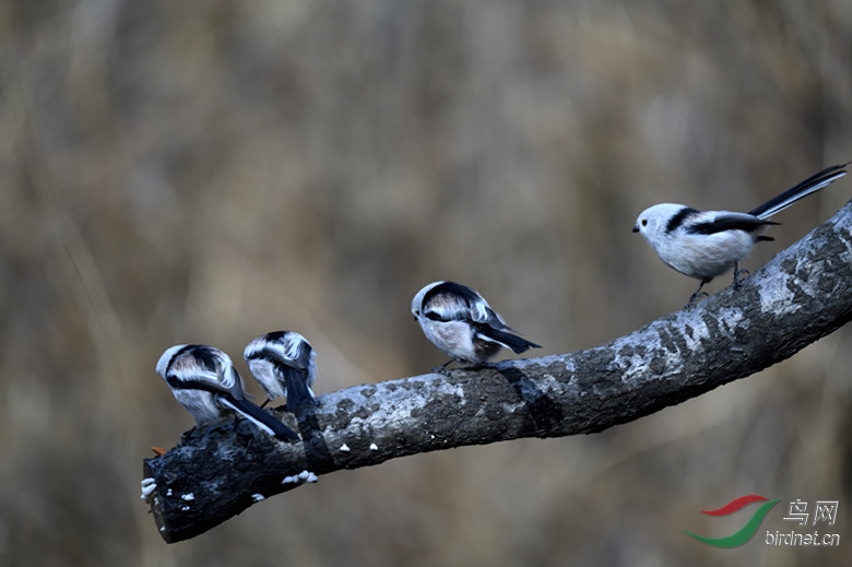 _DSC4508_00001_����.jpg