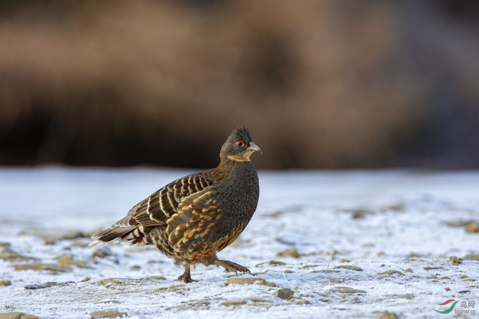 �ƺ�����