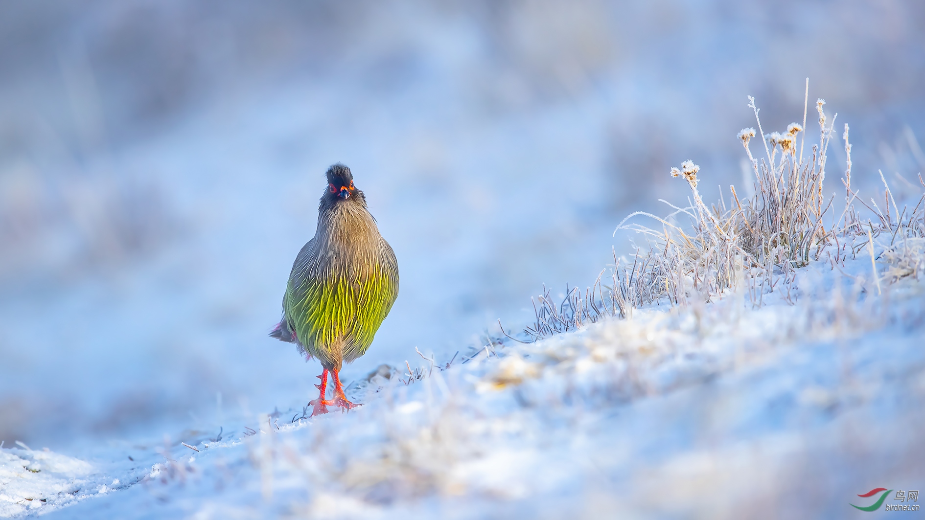 踏雪