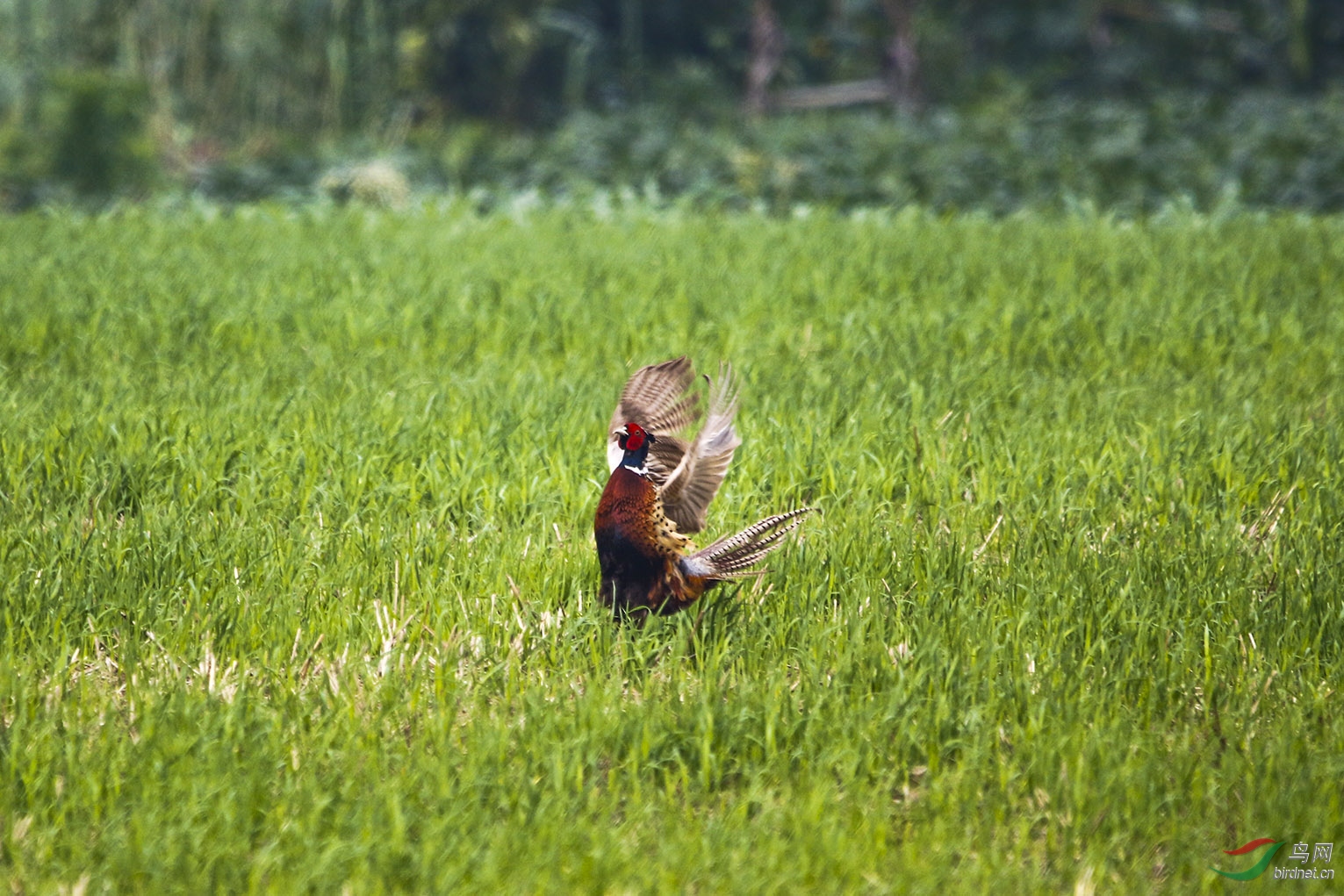 ���ƣ�������  ���ߣ�����13956725168.jpg