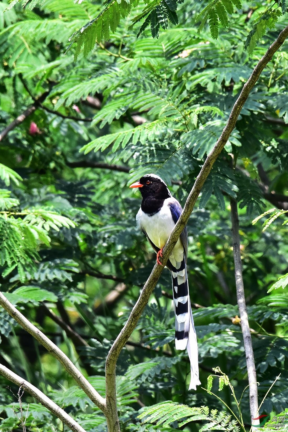 DSC_0700.JPG