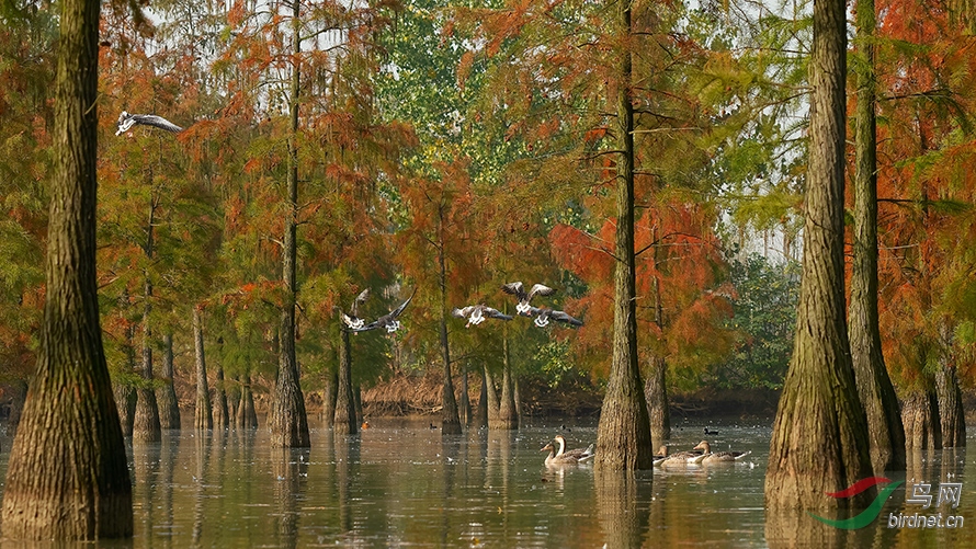 DSC_3020_DxOa.jpg