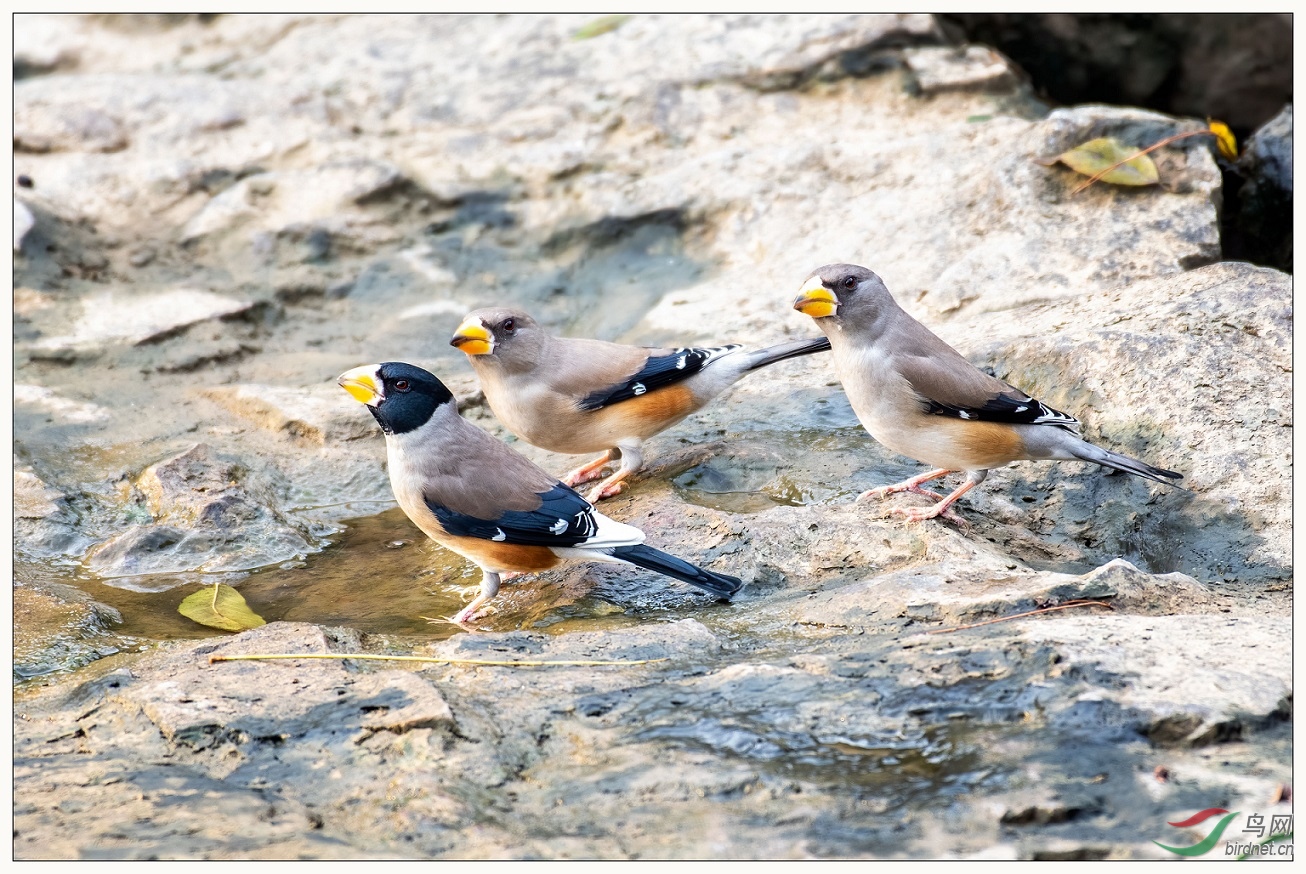 ԭ����һ�����