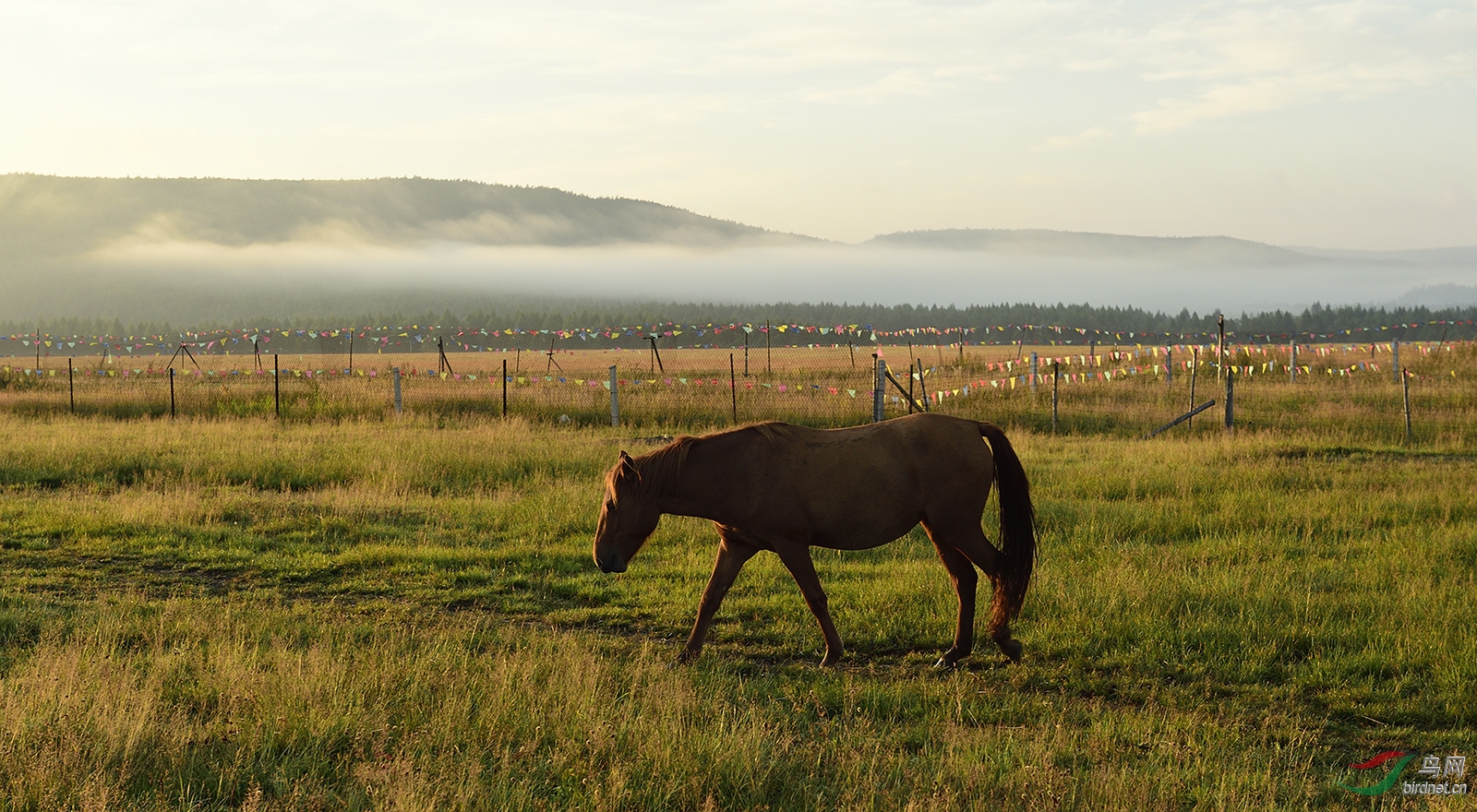 _DSC8121_11786a.jpg