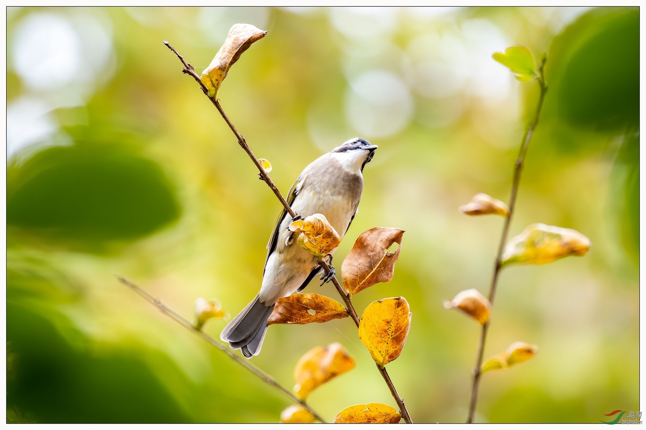 ��̬��ͷ�ǣ�ϲ�������ɫ��8.91��