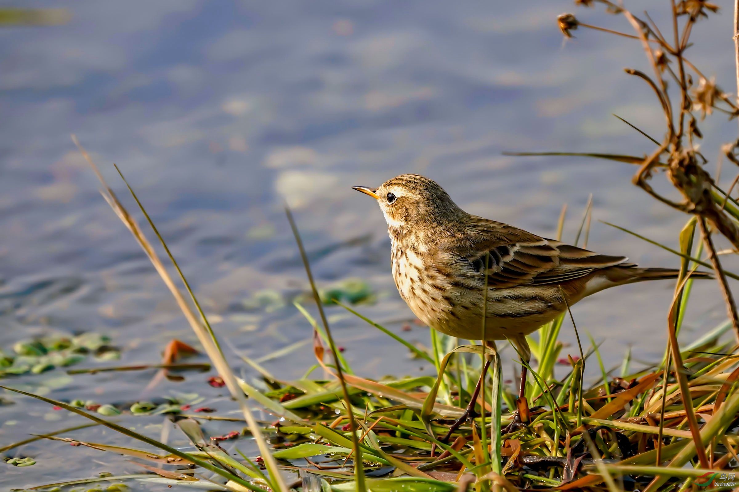 [林鸟] --------山谷河边的水鹨
