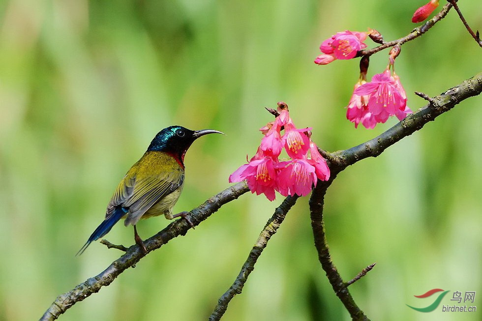 花鳥圖