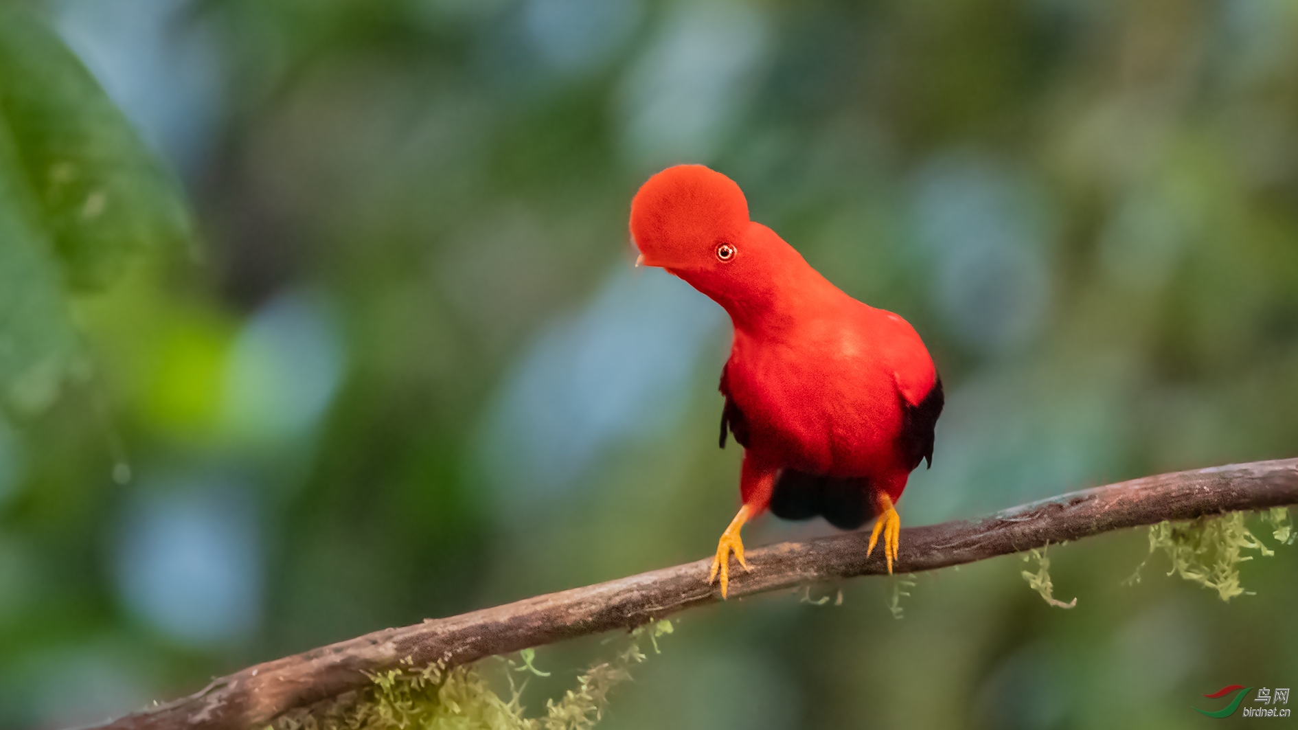 安第斯动冠伞鸟