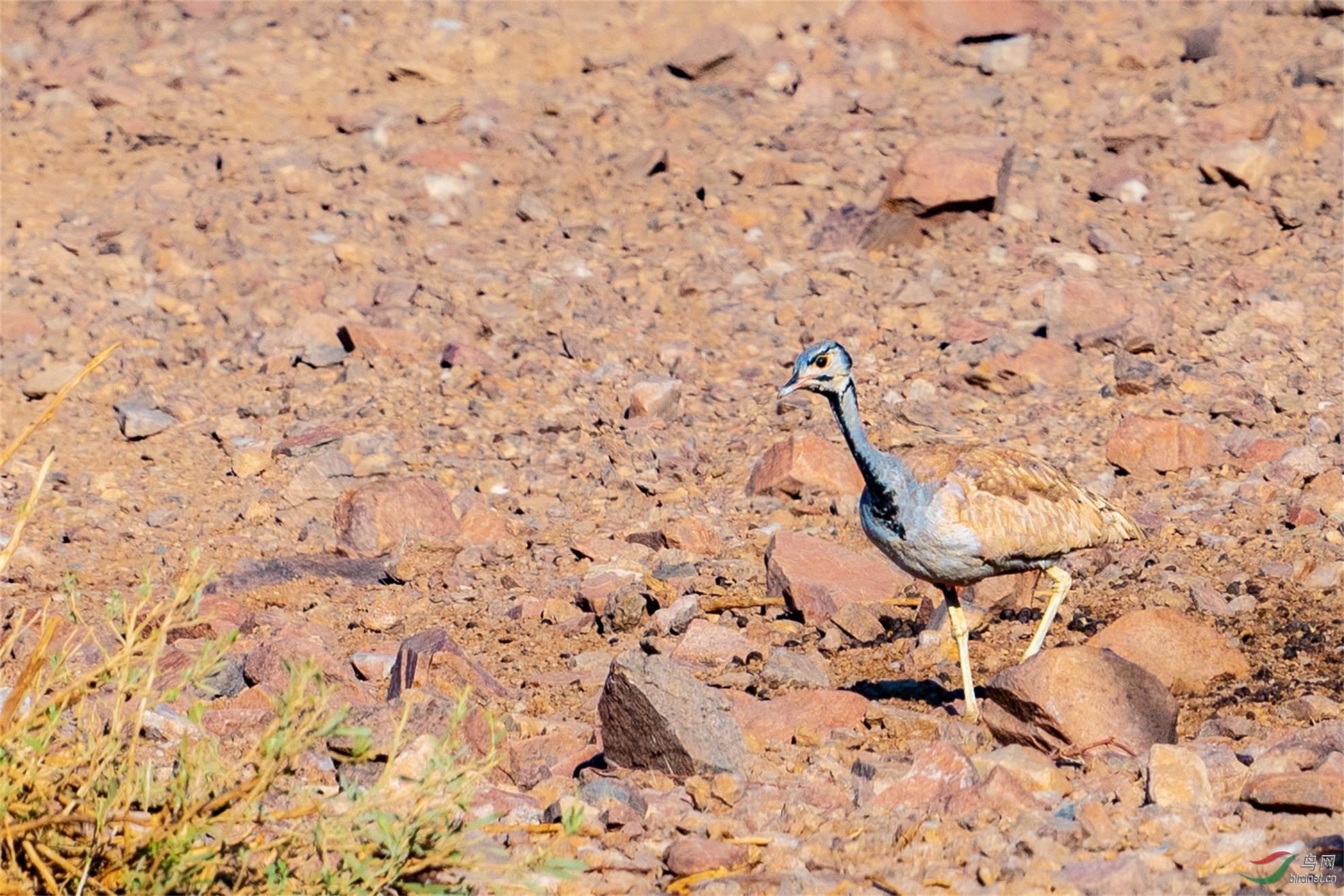 这是啥鸟呢?在非洲沙漠戈壁上,几乎跟环境一样的颜色