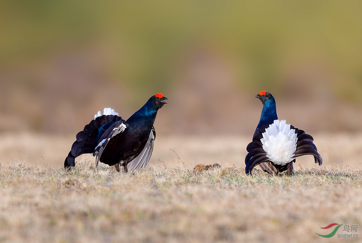 DSC_4118-1.jpg