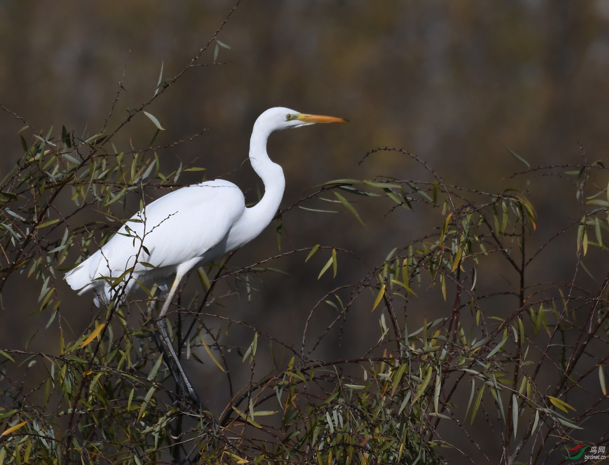 ������Ӱ 727����.jpg