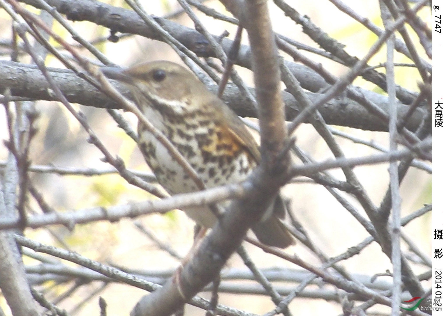 g.7747 ��_����.jpg