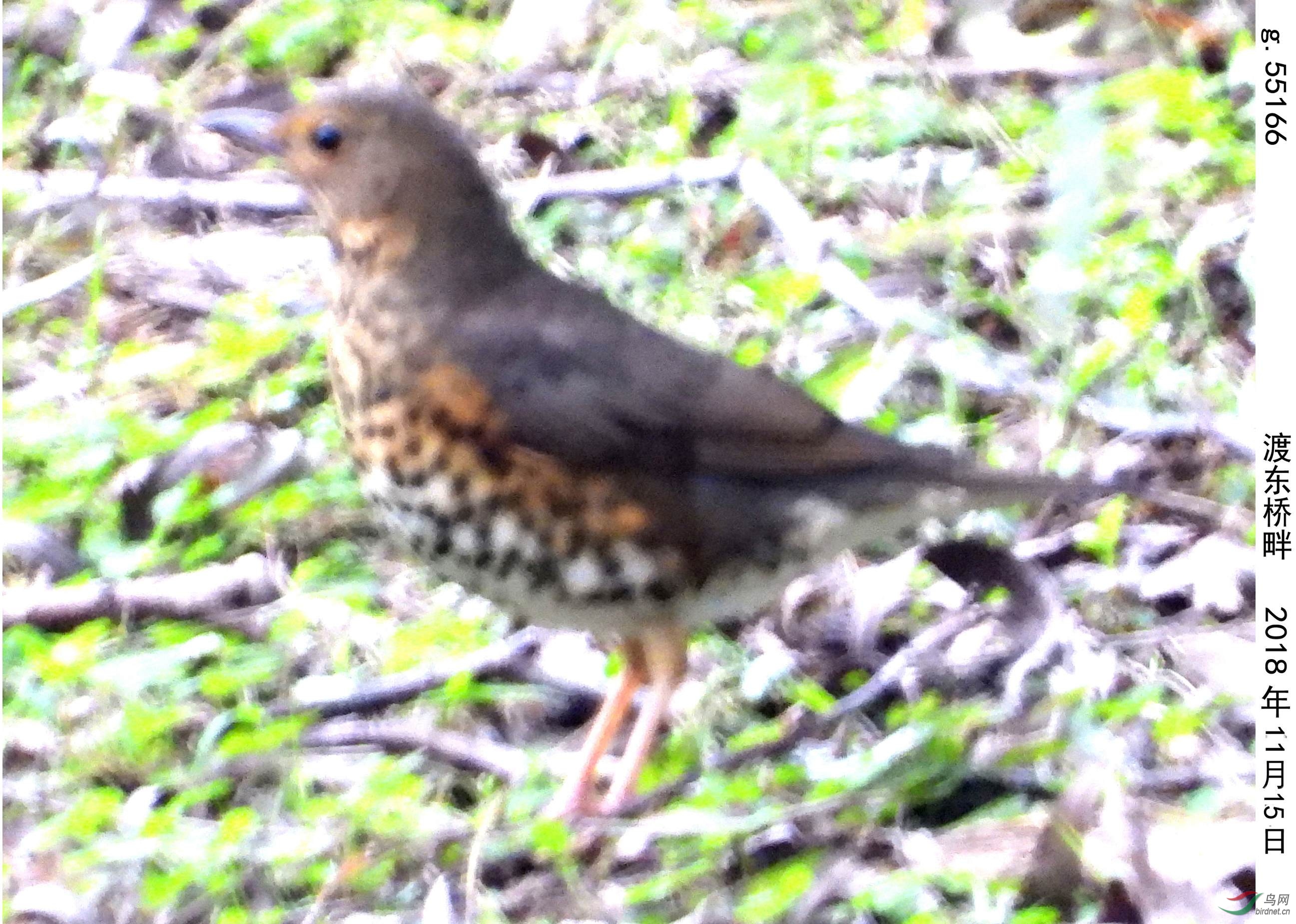 g.55166 ��_����.jpg