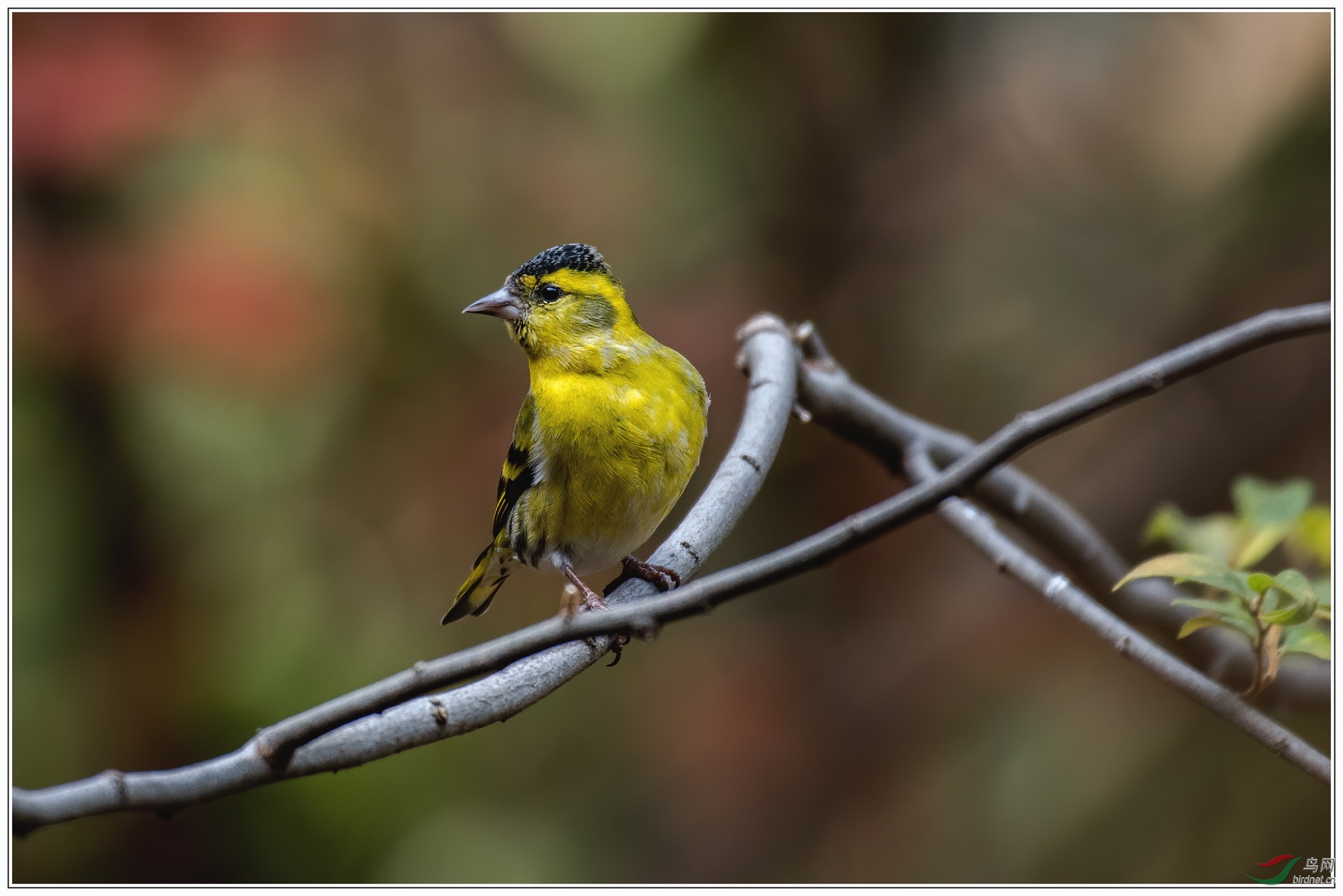 一只黄雀摄于江苏常熟