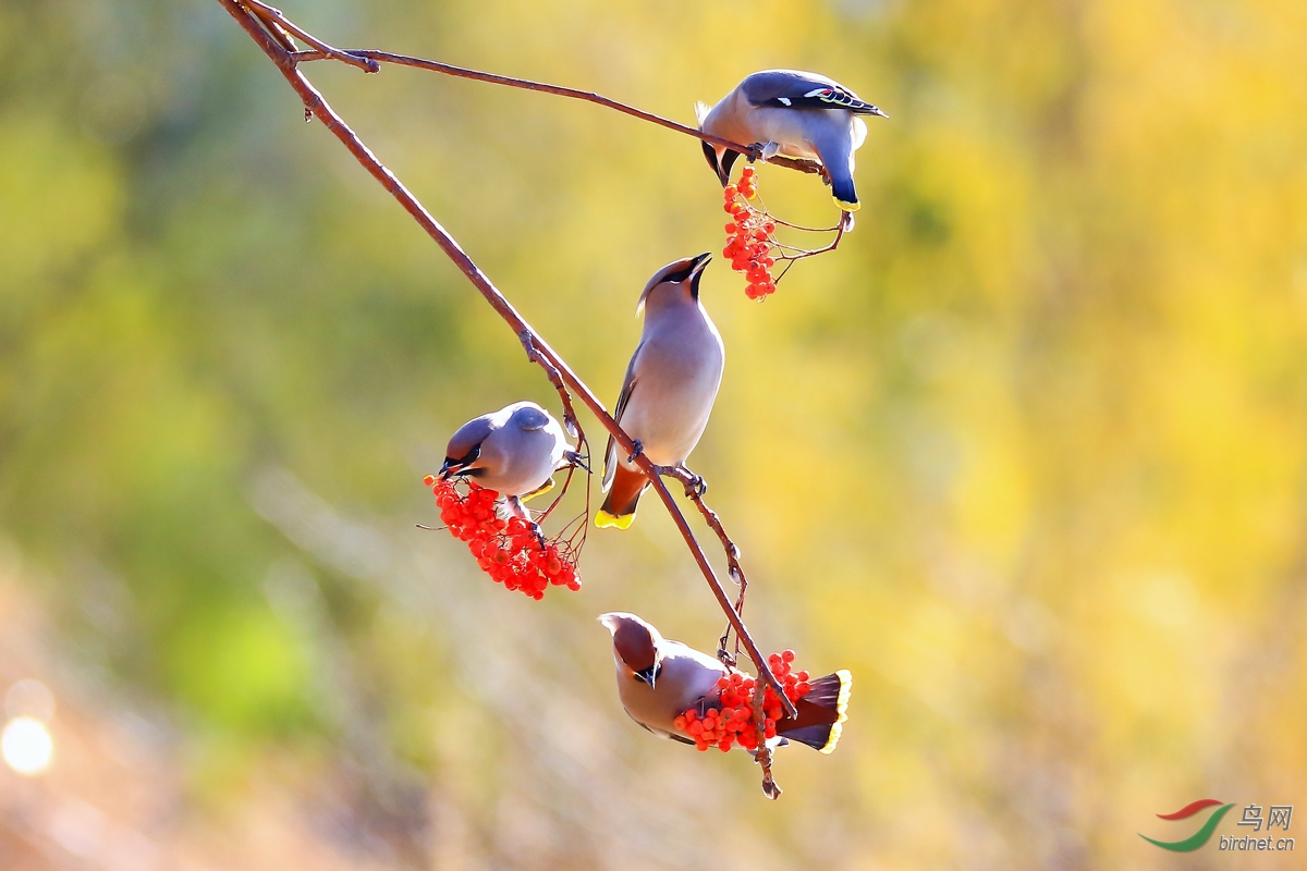 ������ȡ