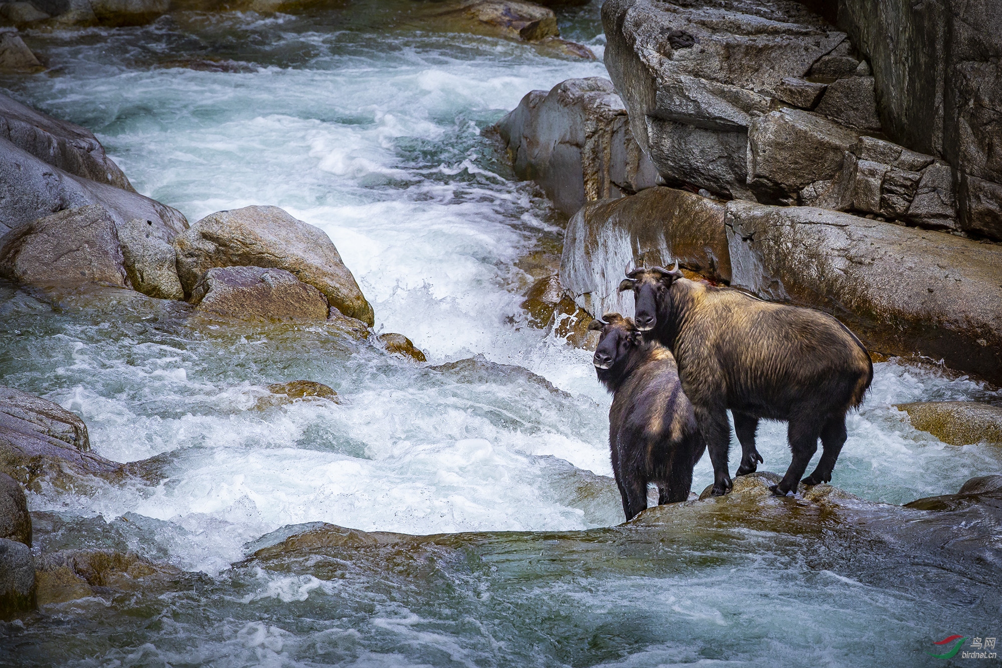 web-2000-��ţָ�����֣���������ŭ��IBE2 -������JA2A5376.jpg