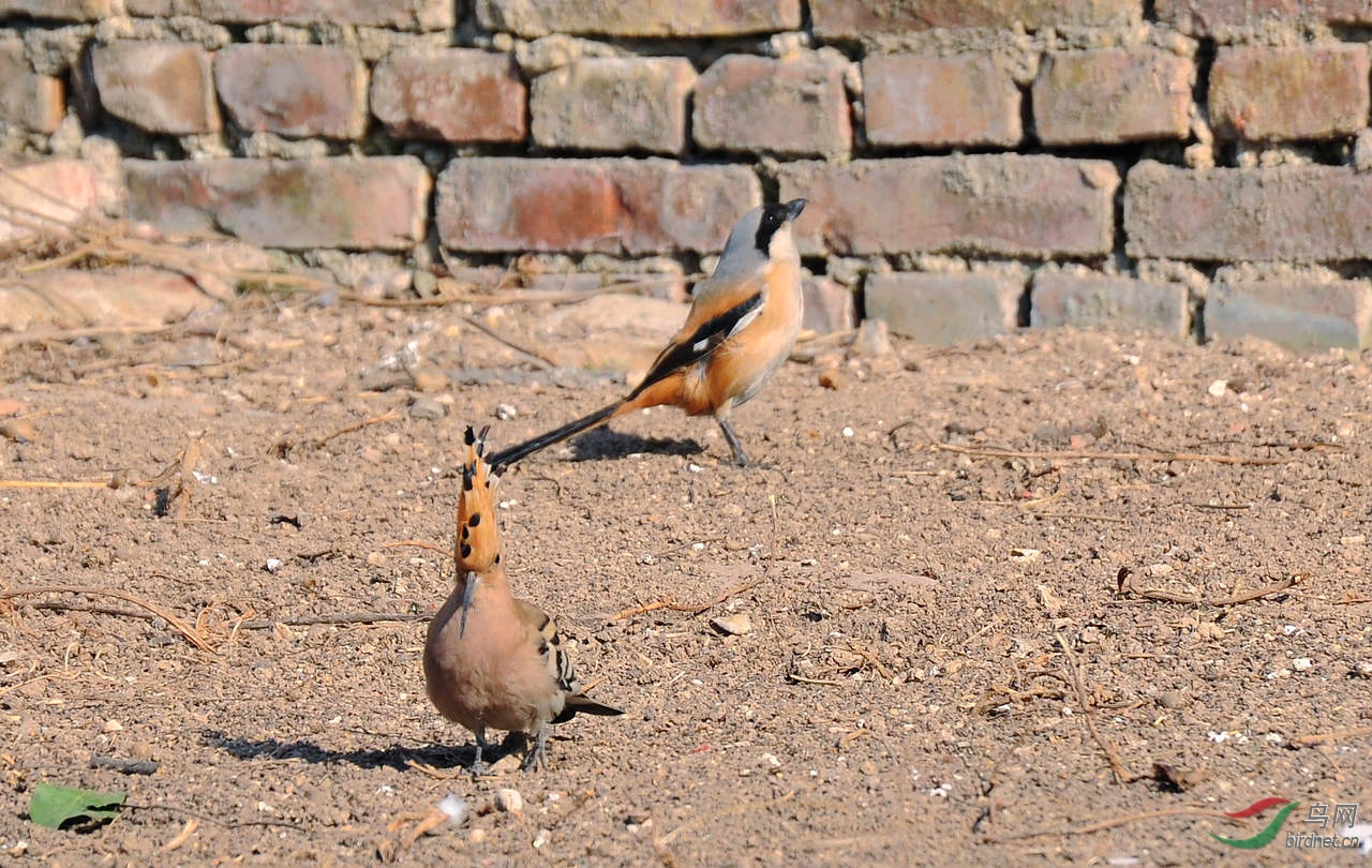 DSC_4441.JPG