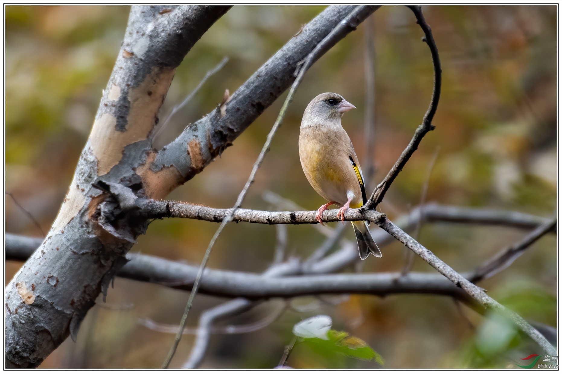 11.9m�Ľ��ȸ�ڵ�����