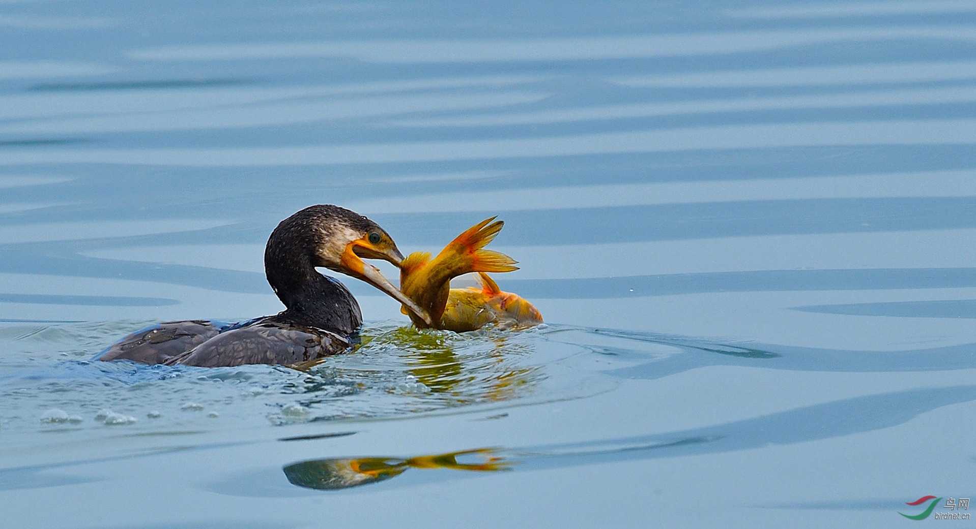 涮鱼(荣获首页鸟类精华)