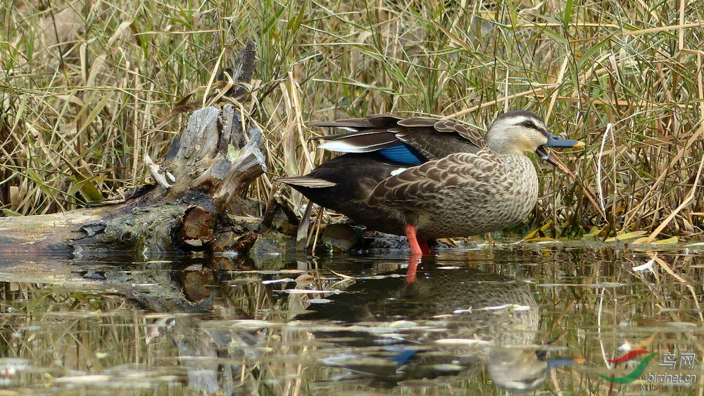 P2220955.jpg