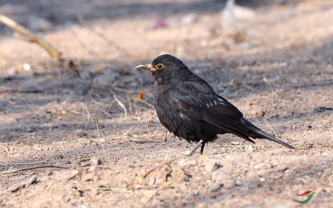 DSC_4437.JPG
