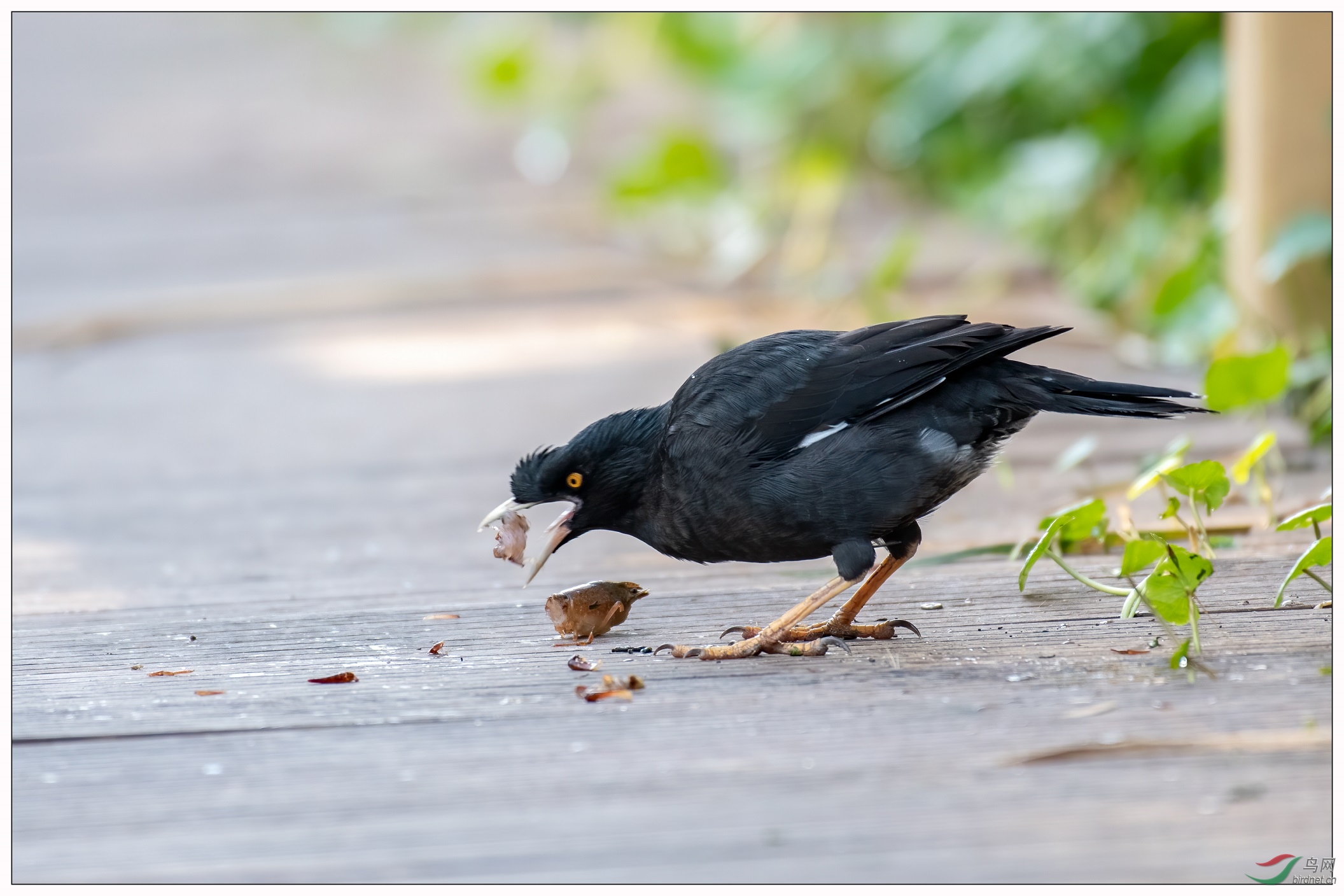 八哥捕吃小龙虾组图