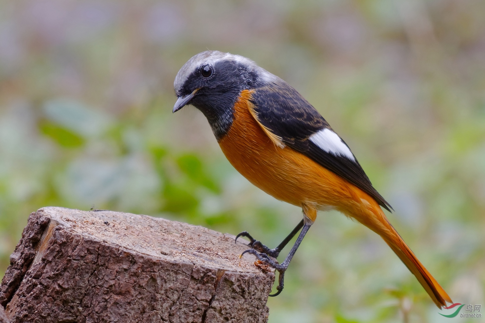 Neo_ DSC_1242_DxO-PS1.jpg