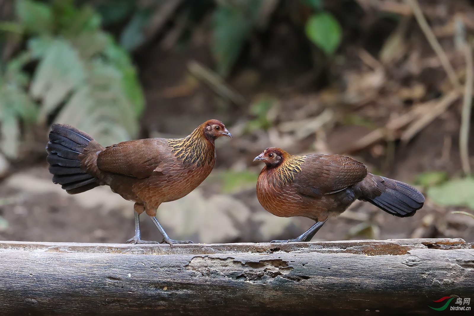 低头称臣——原鸡