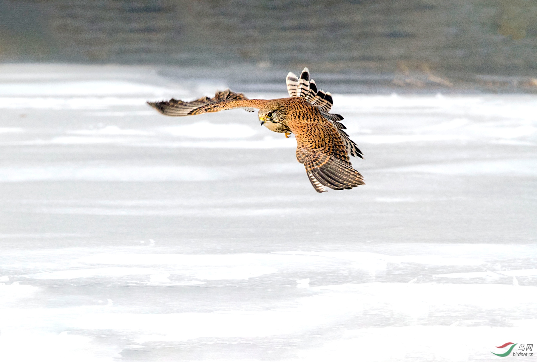 IMG_7111 - ���� (2).JPG