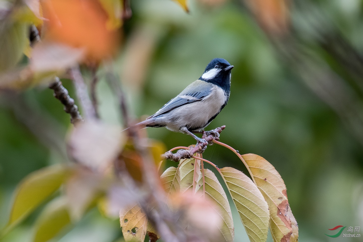 JJY_0099.jpg