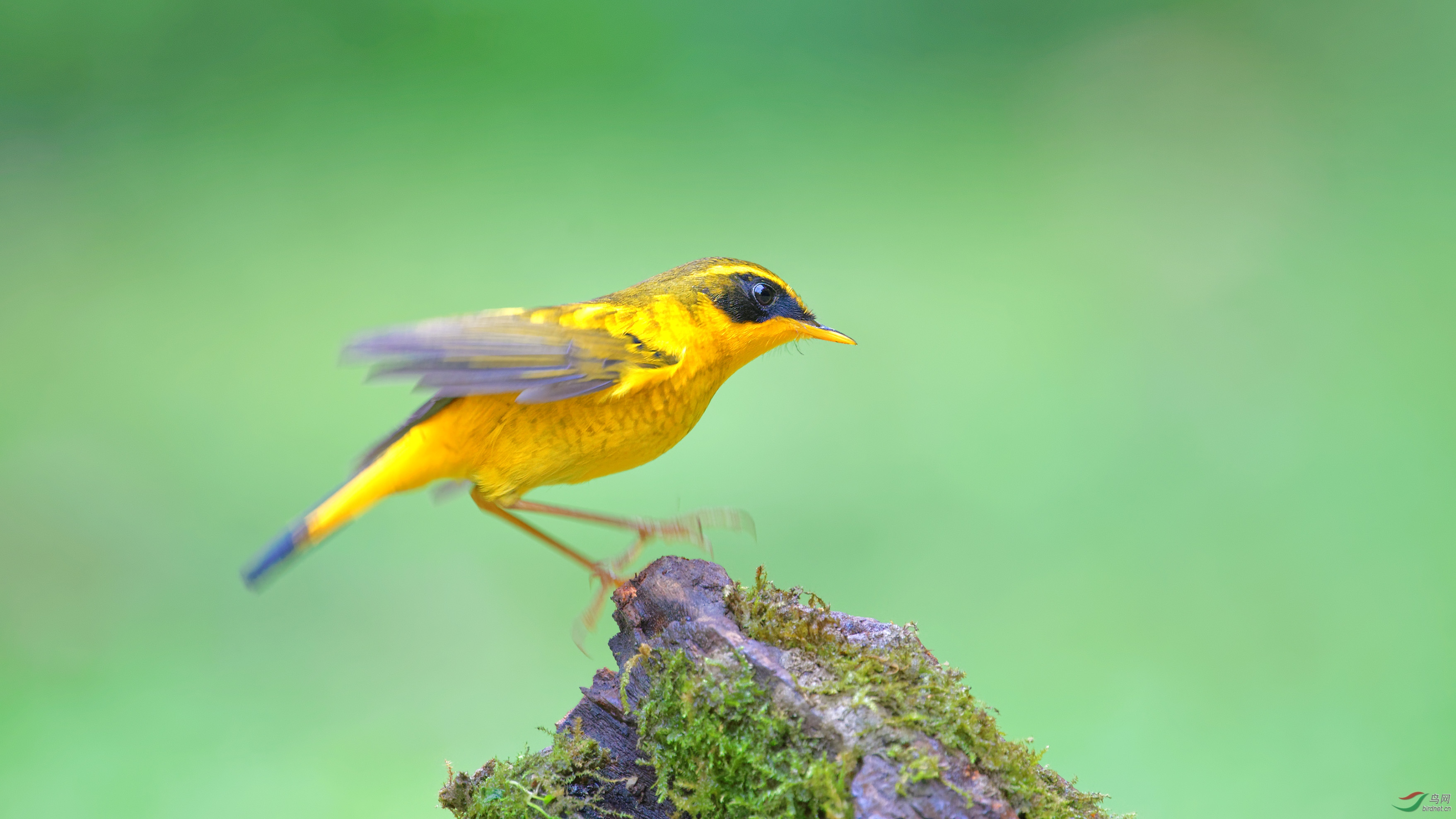 今天川大再拍金色林鸲