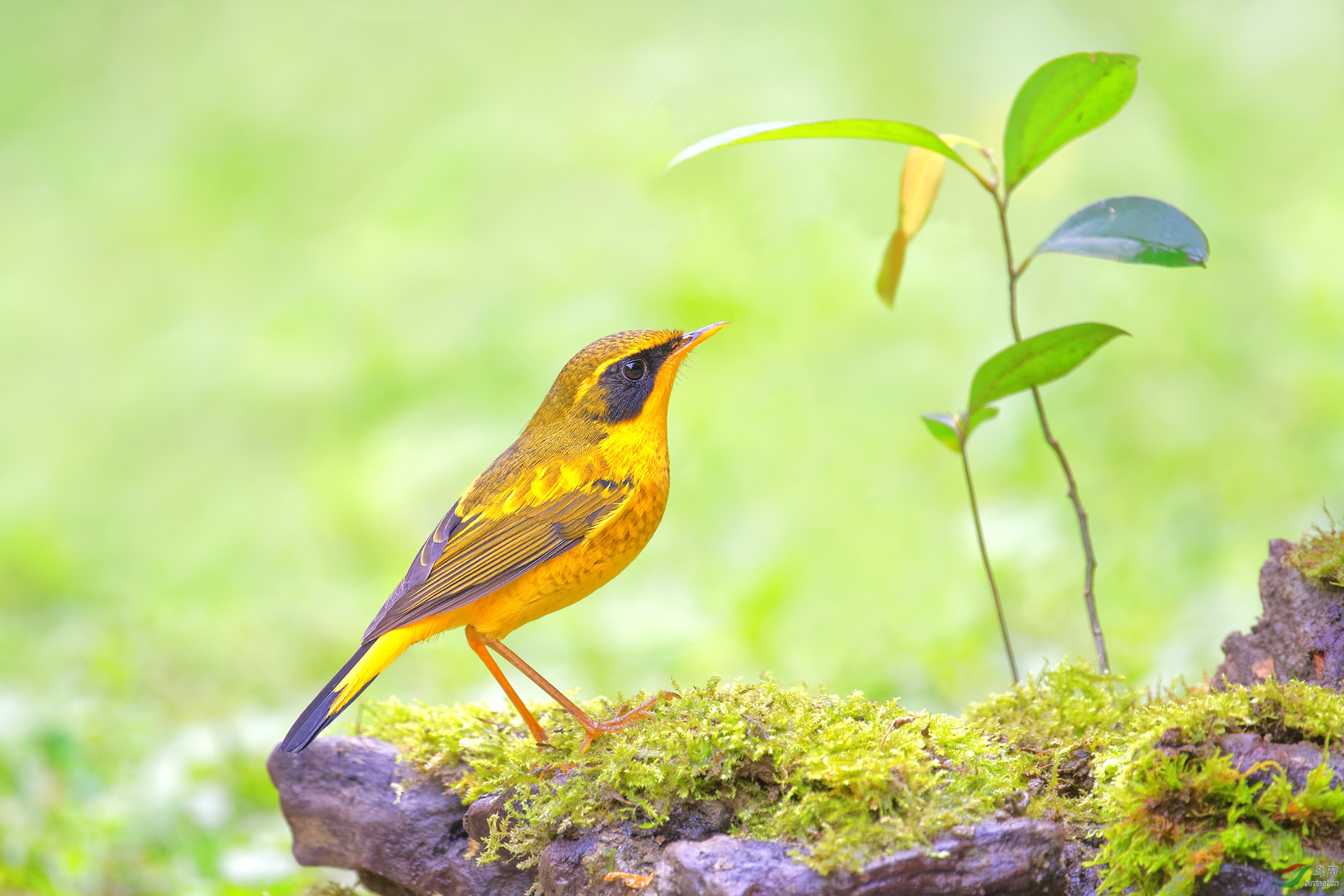 今天川大再拍金色林鸲