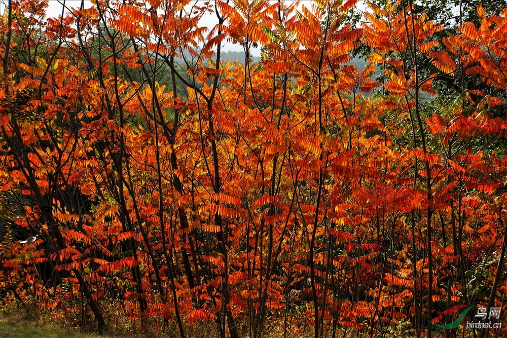 DSC00840 - ����.JPG