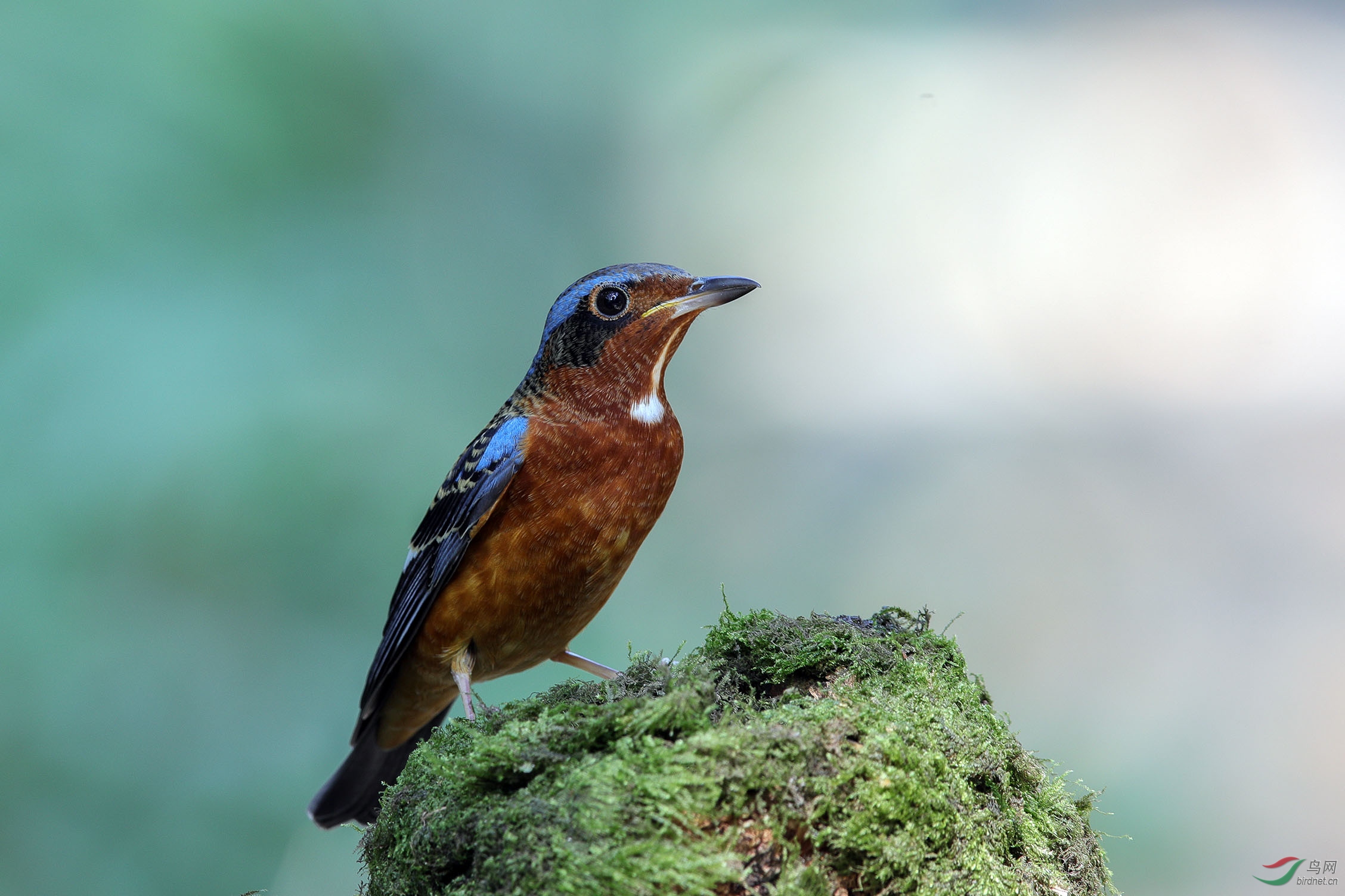白喉矶鸫获本版佳作