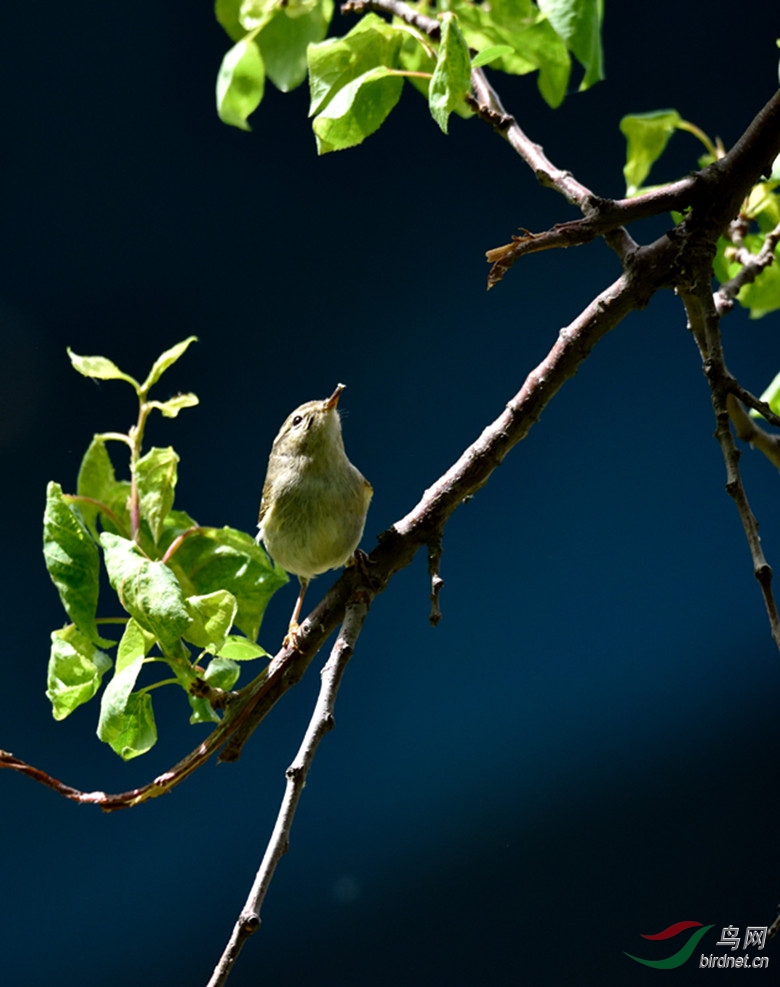 DSC_2070_����.jpg