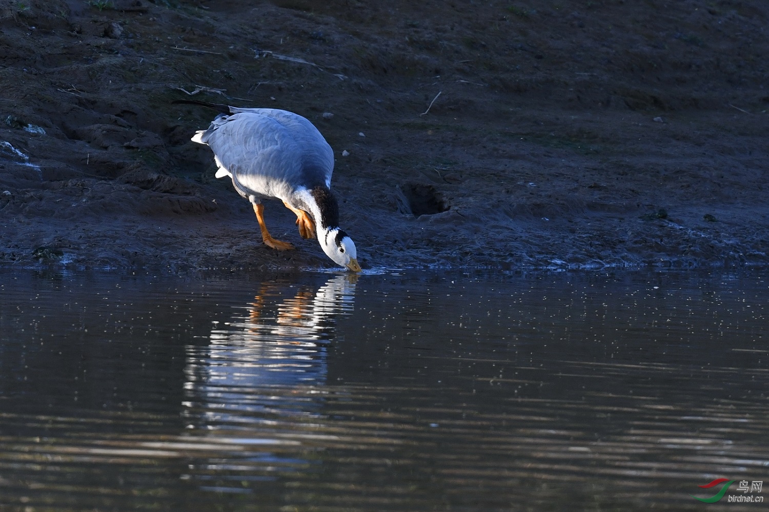 DSC_9332vv03.jpg