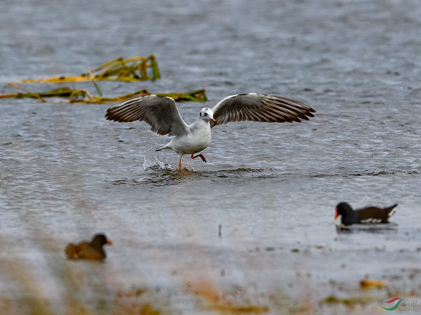 DSC_7588.jpg