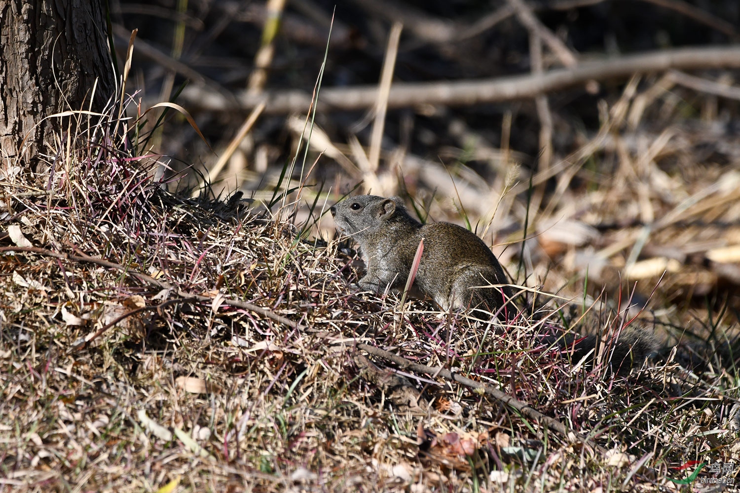DSC_0231.jpg