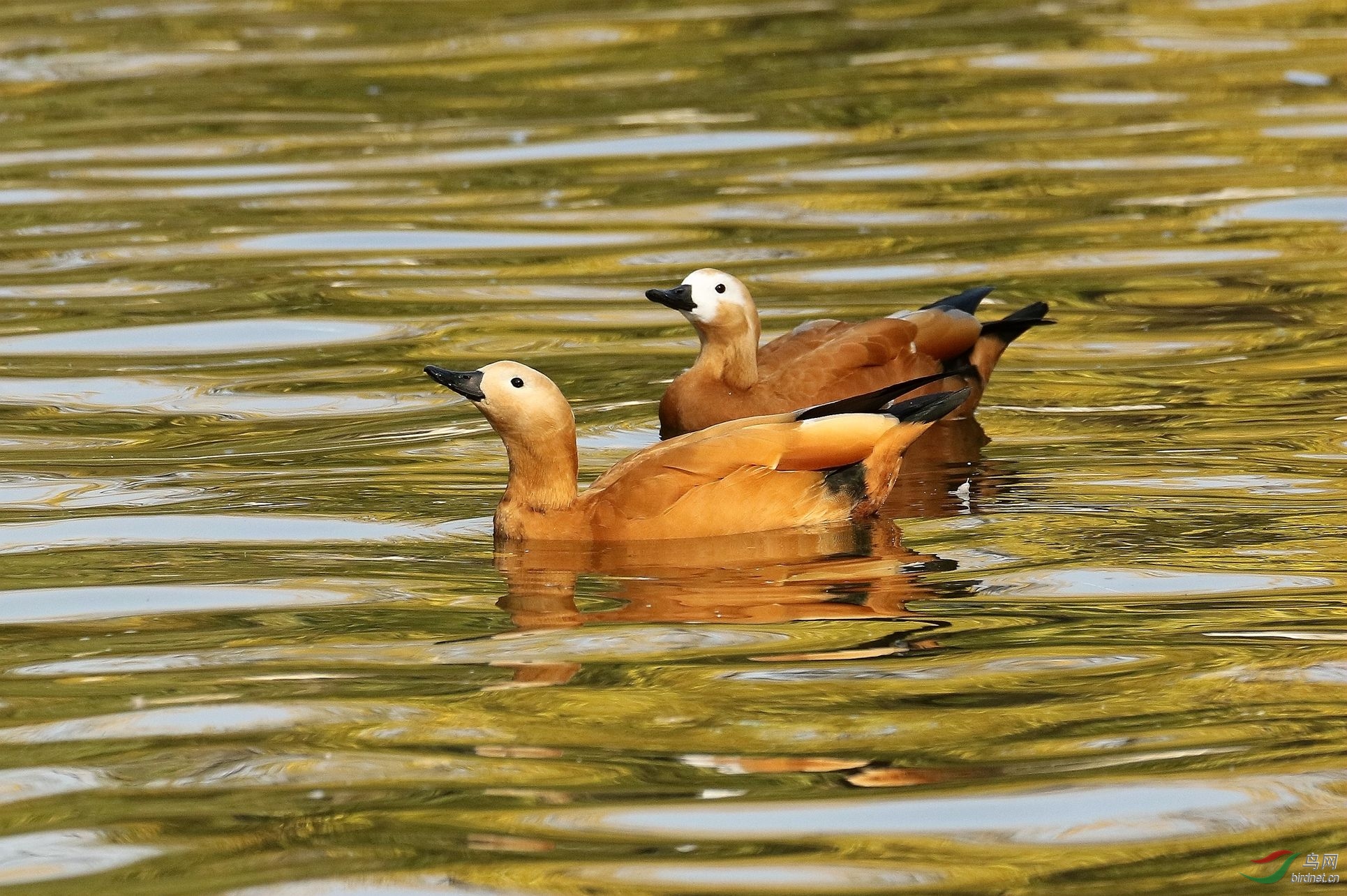 金黄水中浮黄鸭