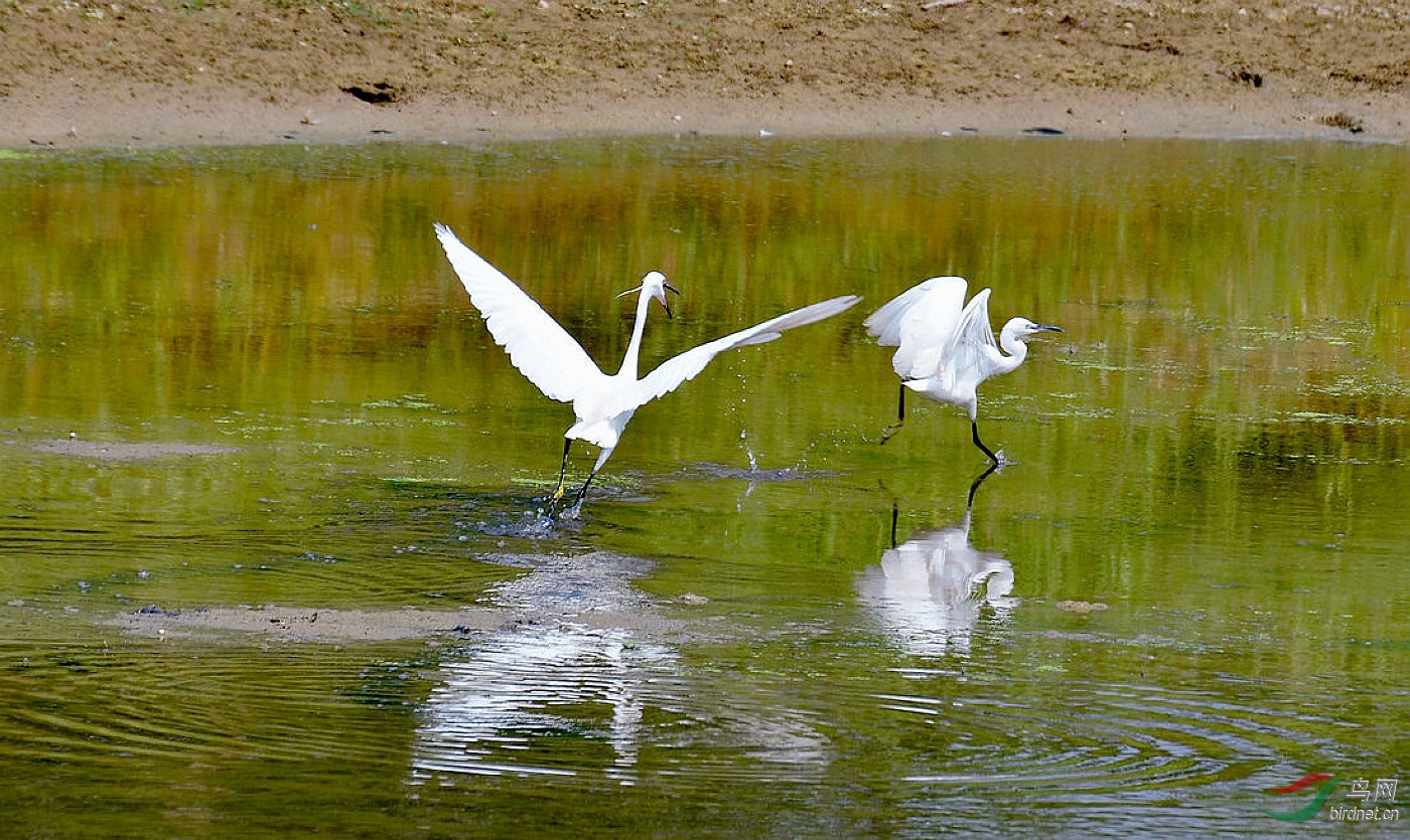 DSC_4465.JPG