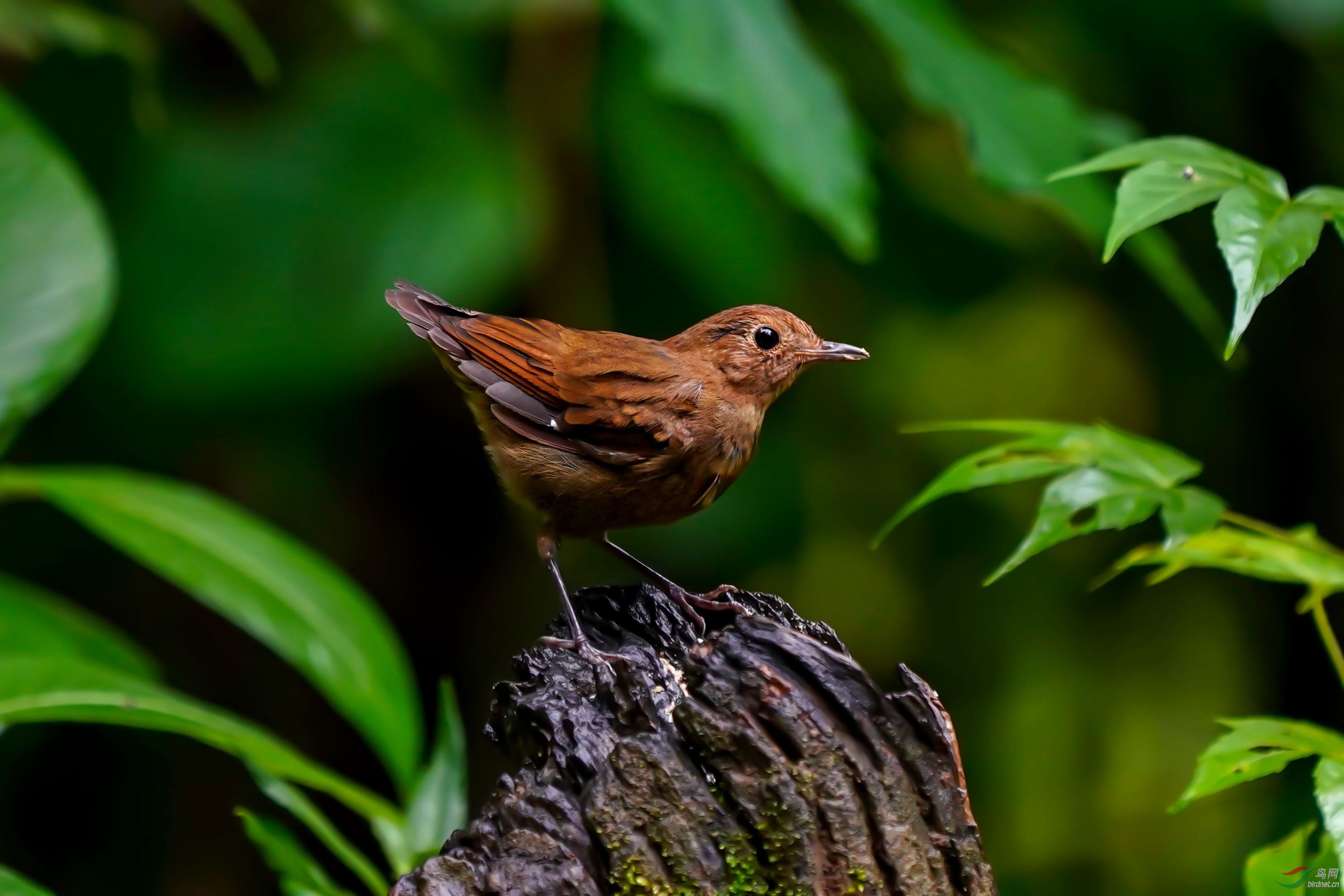 林鸟白尾蓝地鸲