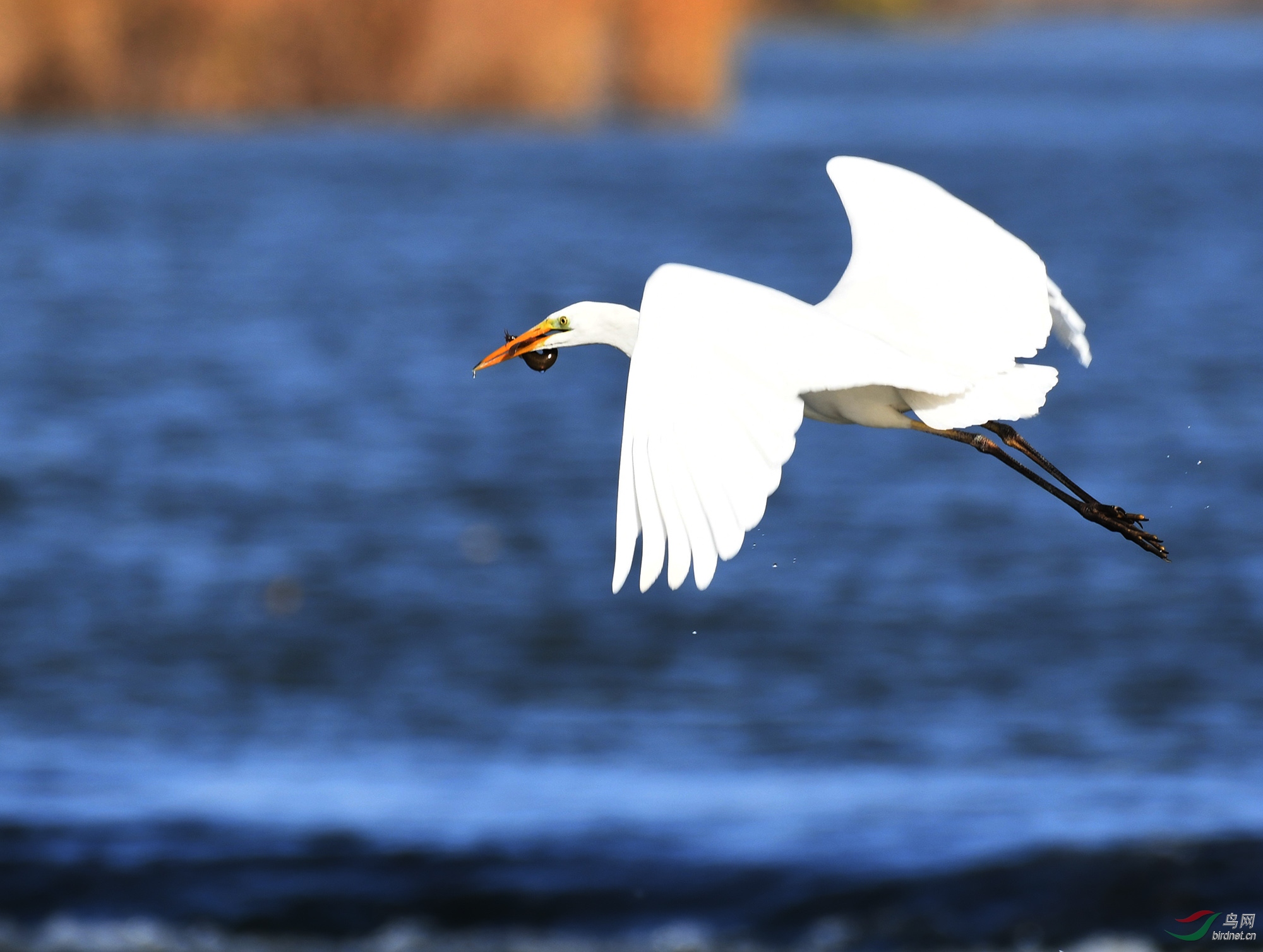 ������Ӱ 971����.jpg