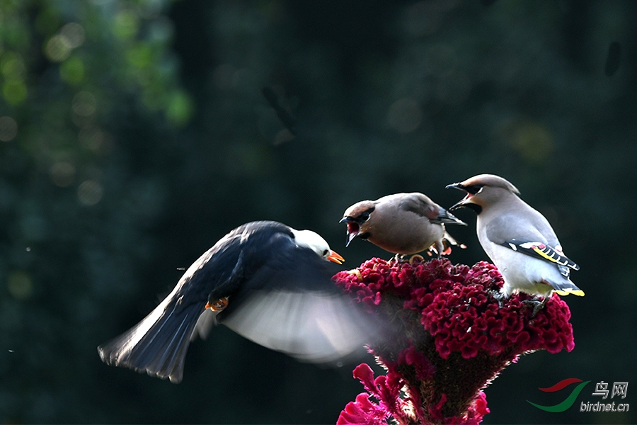 DSC_0898 - ����.JPG