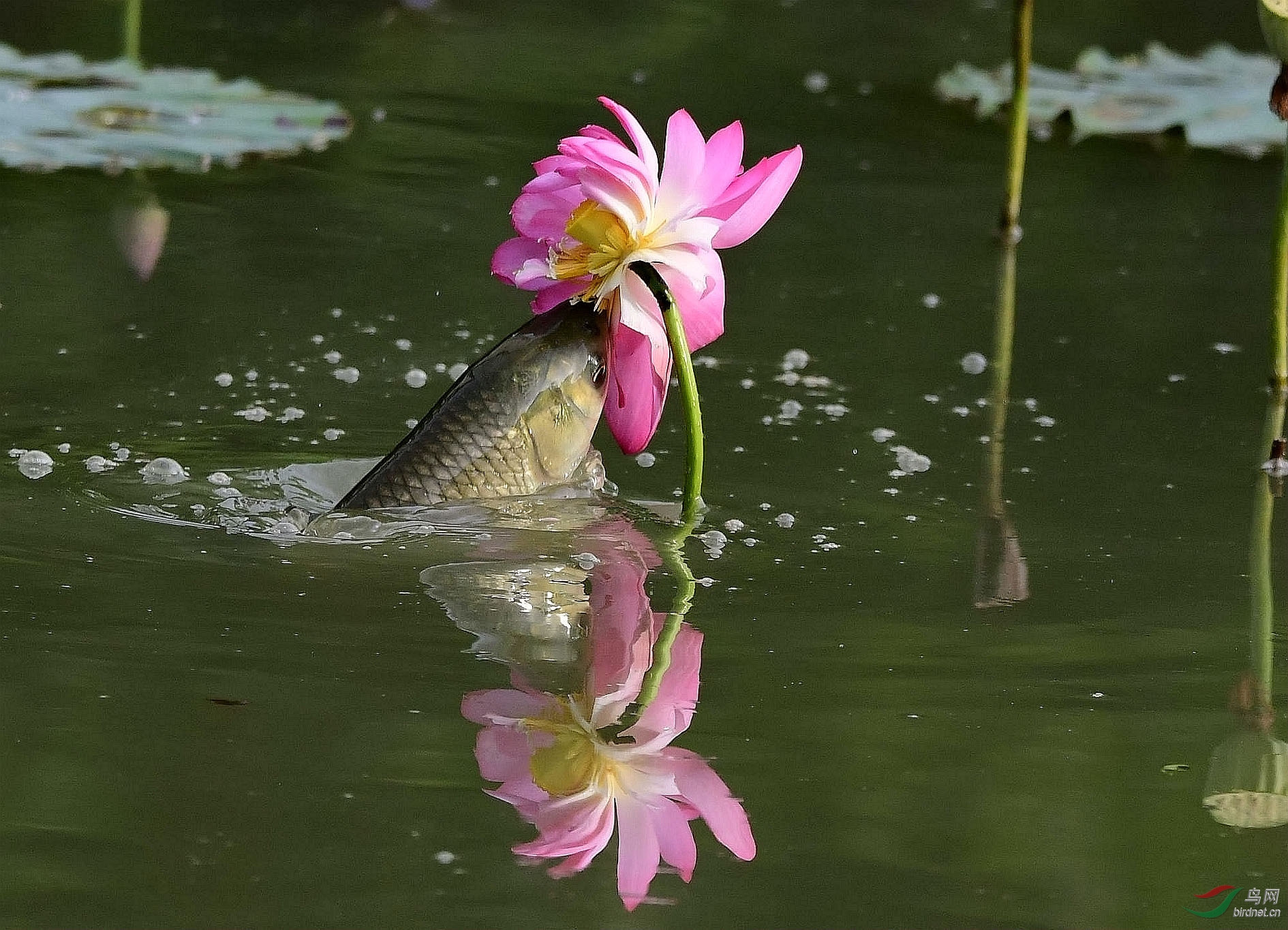 魚吃荷花